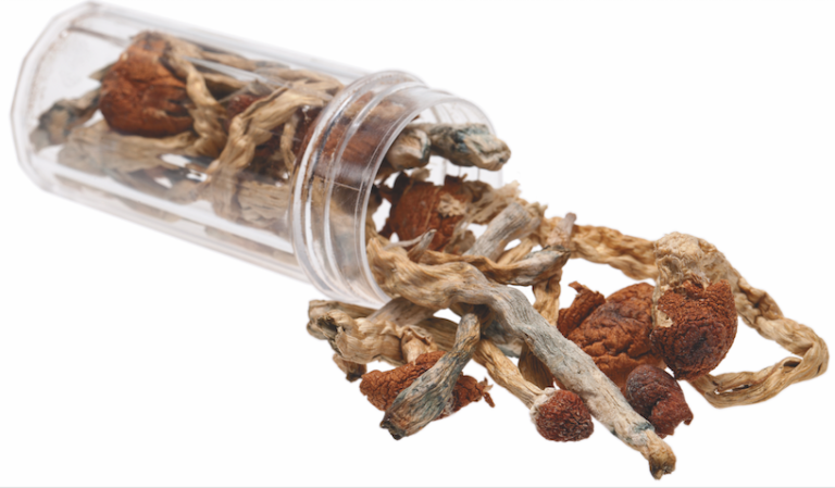 Acheter champignon magique en ligne Quebec